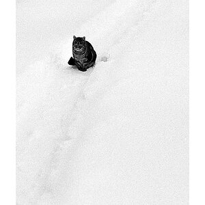 Nikon F100, Ilford Delta 400