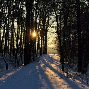 Waldweg im Winter