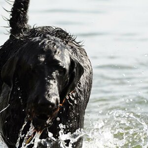 Hund1