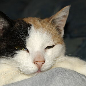 Filou bei Susanne