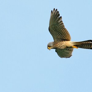 Falke 2
