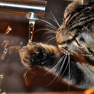 Wasserkatze