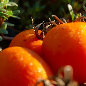 Italien2010 Tomaten2