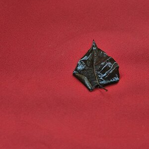DSC 5531 nff