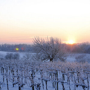 Weinberg mit Geisterlicht