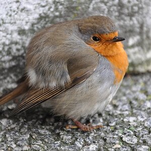 Ein Vogel