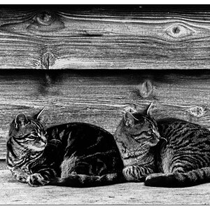 Katzen Murnau 1992 klein