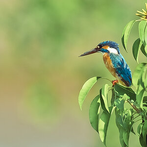 Kingfisher
Goa India 2011