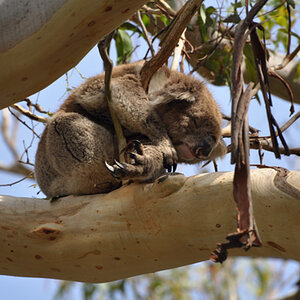 0180 Australien 2010
