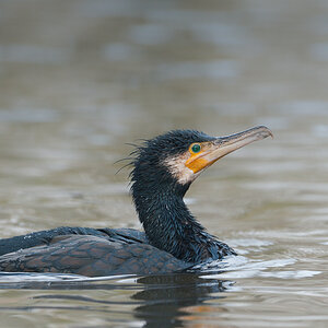 Kormoran 10B 1342 05. Januar 2011 001