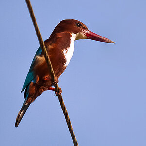 White-throated Kingfisher (Halcyon smyrnensis)