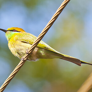 Green Bee-eater (Merops orientalis)