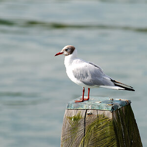 Möwe Ostsee