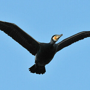 Kormoran
Luisenpark Mannheim
6602