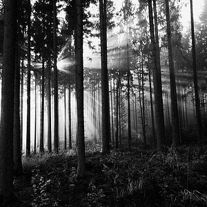 Nebel 11