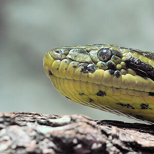 gelbe Anaconda
Luisenpark Mannheim
6800