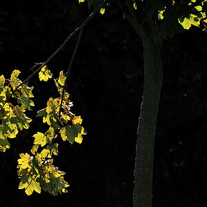 DSC 4807
D700, Nikkor 70-300mm f/4.5-5.6G IF-ED AF-S VR