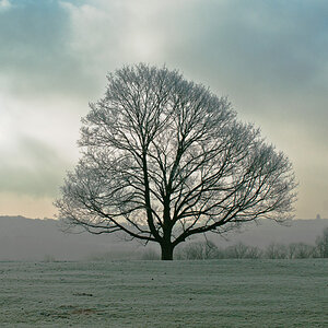 Baum im Winter1