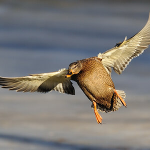 Anflug Stockente
Tiergarten Nürnberg