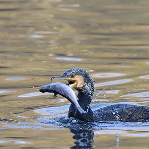 Kormoran mit Fisch
Tiergarten Nürnberg 2011