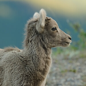 DSC4962 NF-F

im Banff NP
