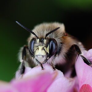 Hummel1