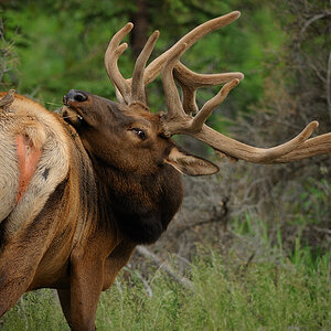 DSC4931 NF-F
David & Goliath 
Wapiti, Banff NP