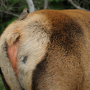 DSC5040 NF-F
David & Goliath (Detail)
Wapiti, Banff NP