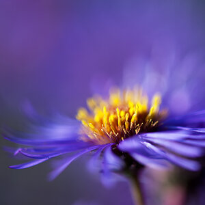 Aster
D700, Micro Nikkor AF-S 105/2.8, f 4.5, 1/1250 s