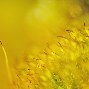 D700, Micro Nikkor AF-S 105/2.8, f 4.8, 1/640 s