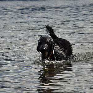 Hund2
