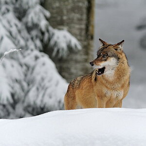 Aufmerksamer Wolf