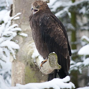Schreiadler