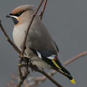 Seidenschwanz