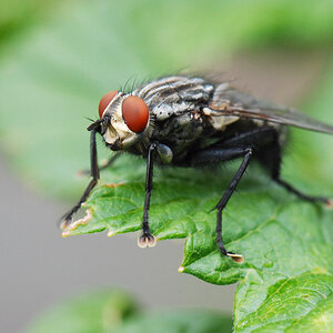 Fliege