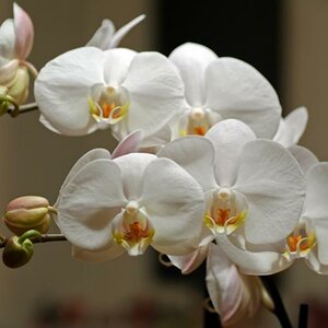 Orchidee