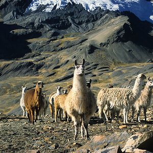 Bolivien16