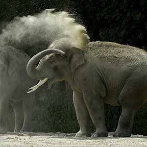 im zoo 23 2 2W