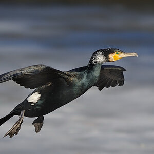 Junger Kormoran im Anflug
Tiergarten Nürnberg