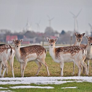 Damwild