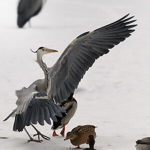 ER kommt
Graureiher
Weiher Tiergarten Nürnberg
