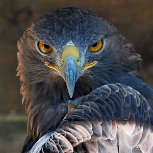 Adler.
Greifvogelanlage auf dem großen Feldberg im Taunus.