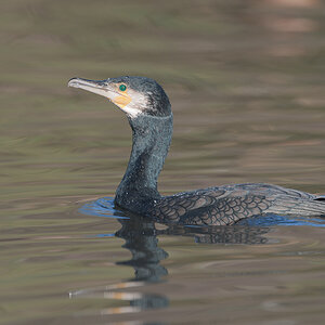 Kormoran 11B 1884 16. Januar 2011 001