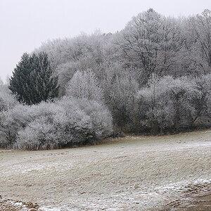 Zuckerbäckerwald1