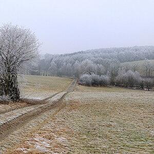 Zuckerbäckerwald4
