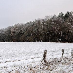 Zuckerbäckerwald5