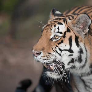 Tiger 11B 1775 16. Januar 2011 002