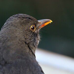 Amsel