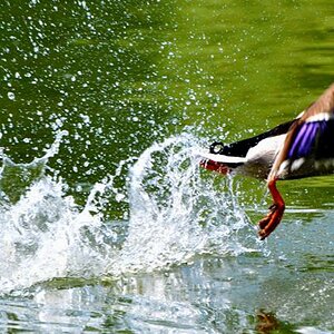 Flying Duck.
