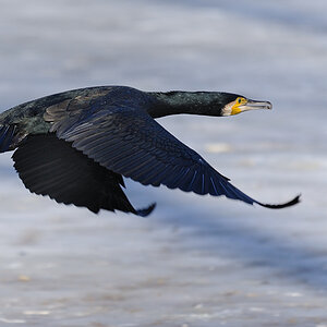Tiefflug
Kormoran
Tiergarten Nürnberg